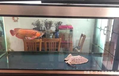 紅龍魚的最佳混養魚缸造型：紅龍魚混養的注意事項