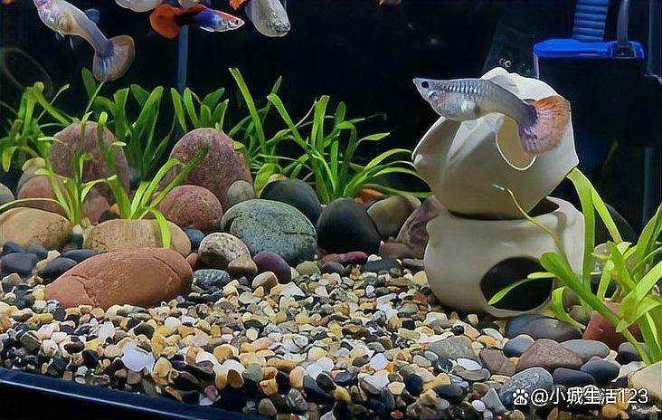 食土鯛用什么底沙最好