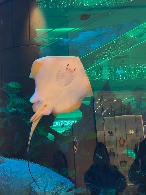 如何搜索更多魚視頻資源？