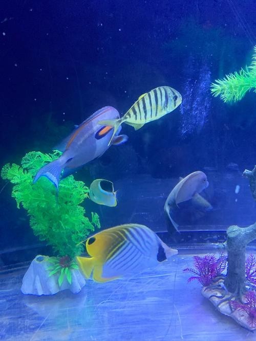 如何搜索更多魚視頻資源？