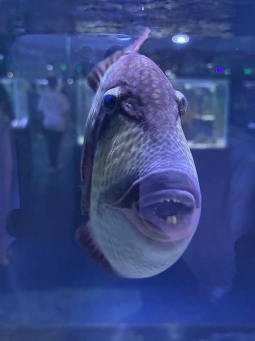 如何搜索更多魚視頻資源？