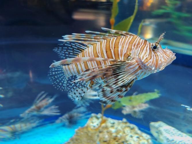 如何搜索更多魚視頻資源？
