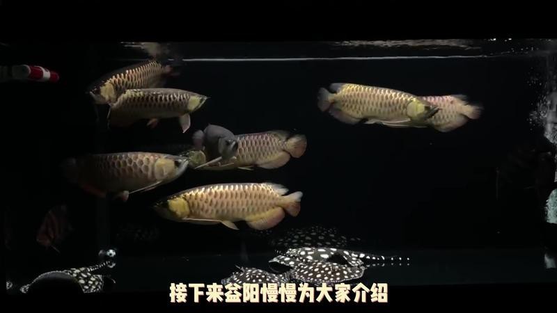 養(yǎng)龍魚(yú)費(fèi)用高嗎