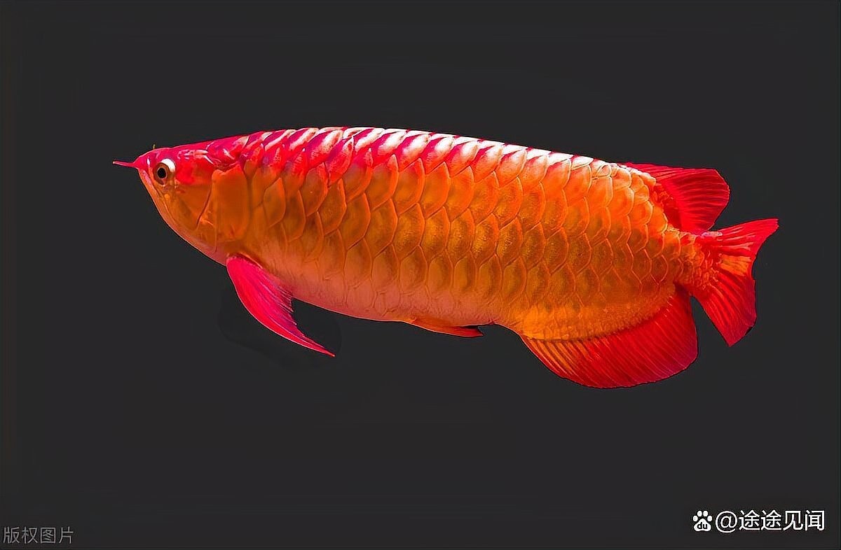 廣州長城杯龍魚比賽獲獎魚