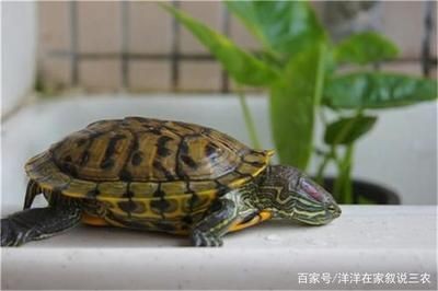 魚缸用增氧泵價格是多少:魚缸增氧機-xtrac增氧機-xtrac增氧機 龍魚打架一般隔離多久:關于龍魚打架隔離時間的詳細信息 龍魚百科 龍魚打架一般隔離多久:關于龍魚打架隔離時間的詳細信息 龍魚打架一般隔離多久:關于龍魚打架隔離時間的詳細信息 龍魚百科