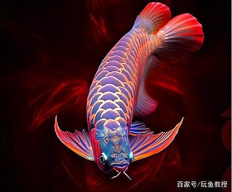 如何評價這條紅龍魚冠軍？