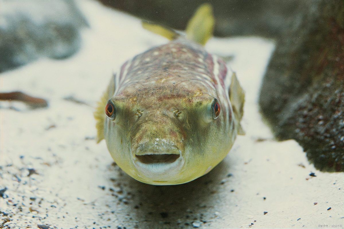 狗頭魚爬缸不動怎么辦