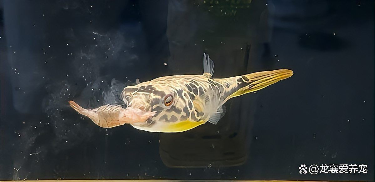 狗頭魚爬缸不動怎么辦