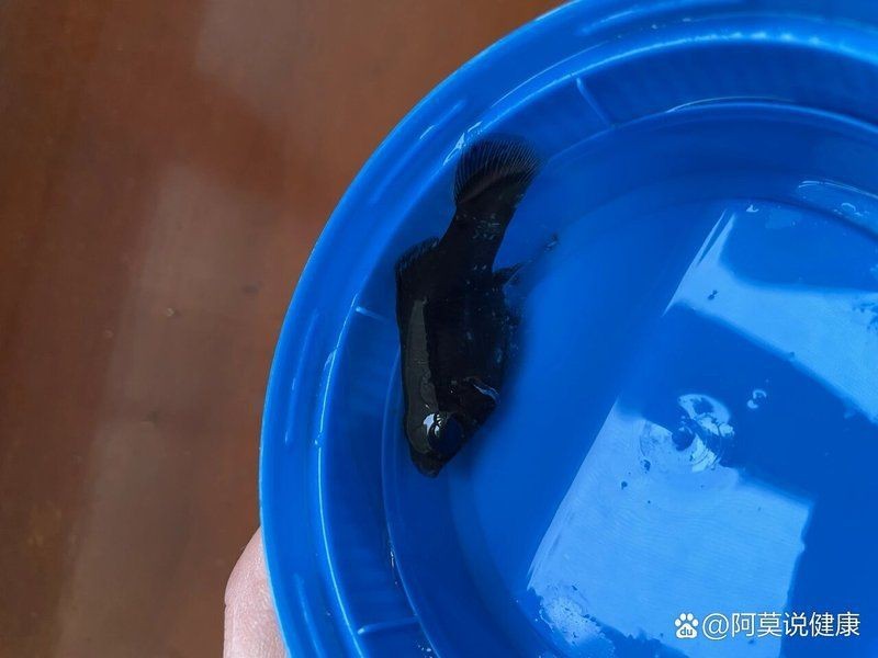 狗頭魚爬缸不動怎么辦