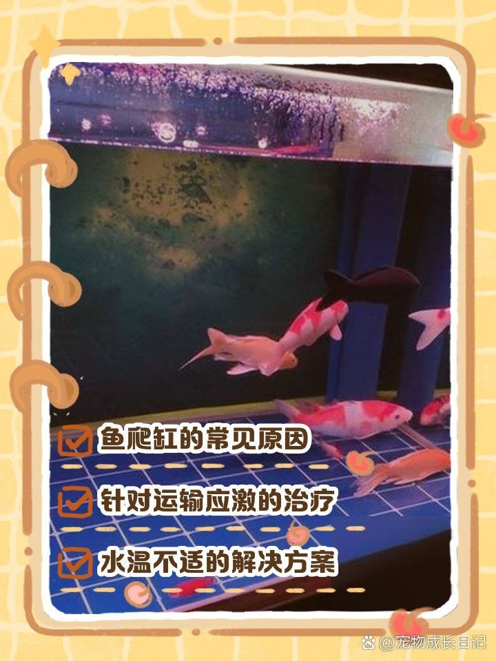 狗頭魚爬缸不動怎么辦