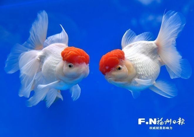金龍魚(yú)比賽有哪些獎(jiǎng)項(xiàng)？