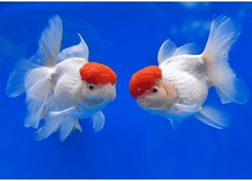 金龍魚(yú)比賽有哪些獎(jiǎng)項(xiàng)？