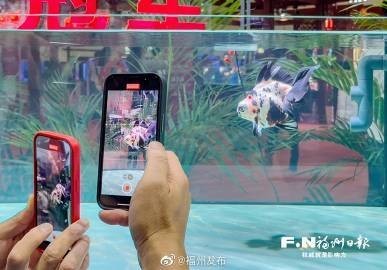 金龍魚(yú)比賽有哪些獎(jiǎng)項(xiàng)？