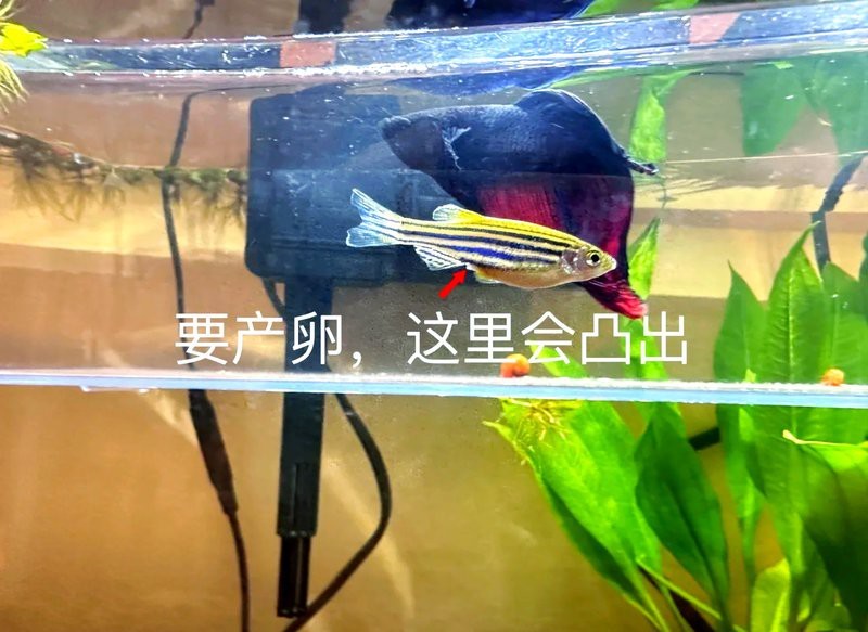 斑馬魚(yú)產(chǎn)子全過(guò)程