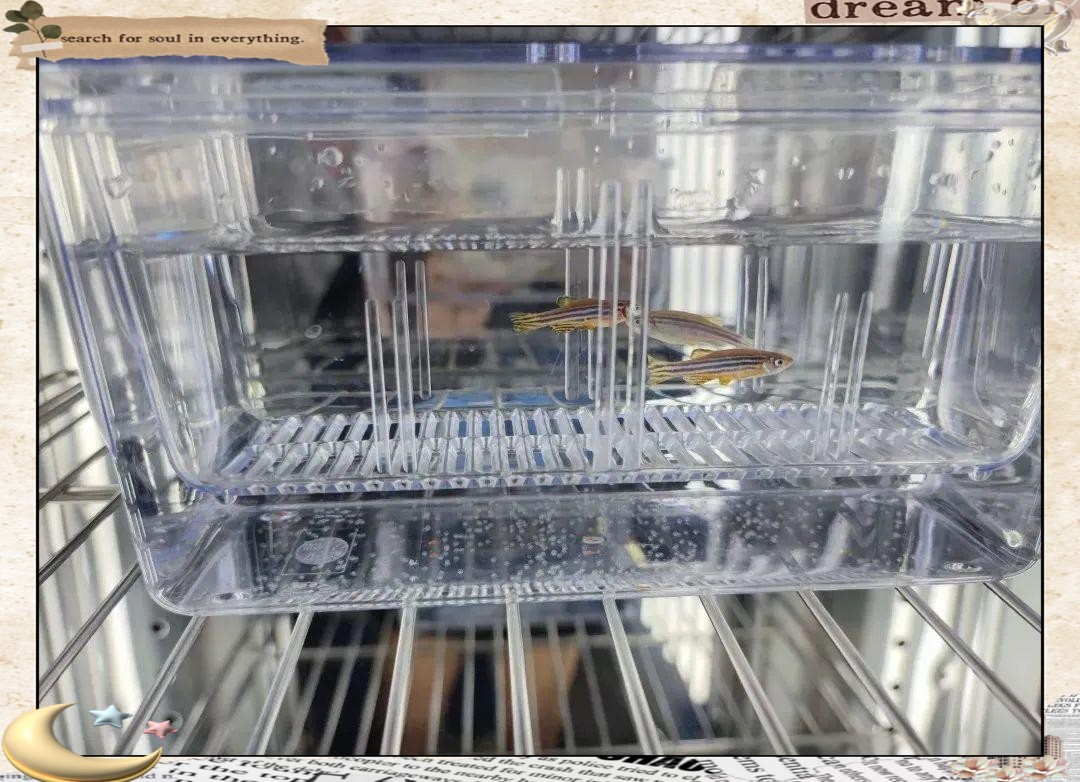 斑馬魚(yú)產(chǎn)子全過(guò)程