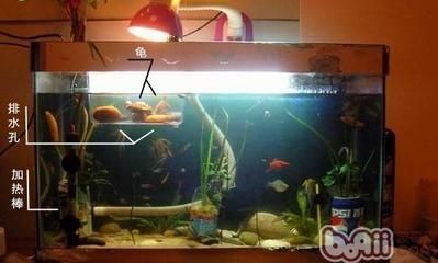加熱棒放魚缸正確圖（加熱棒的擺放位置對魚缸內的水溫控制非常重要）