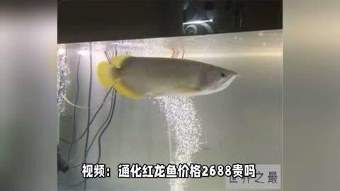 紅金龍魚的價格波動大嗎？