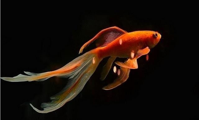 通化縣姜小二生態(tài)農(nóng)業(yè)開發(fā)有限公司
