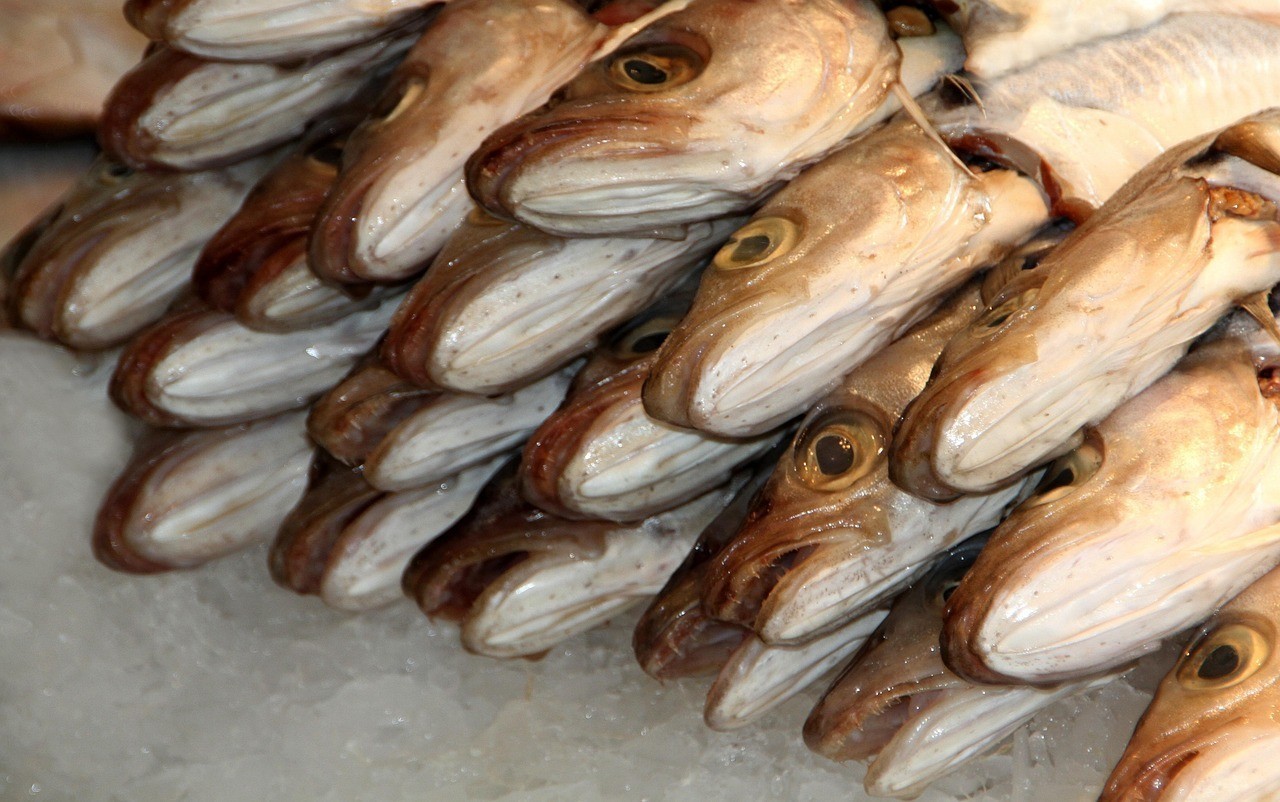申古銀版魚最忌三種東西