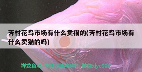 永登城關居家花卉店