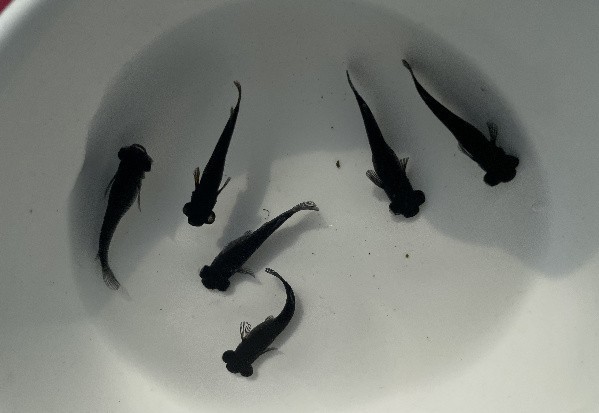 長城杯觀賞蝦錦標賽怎么參加