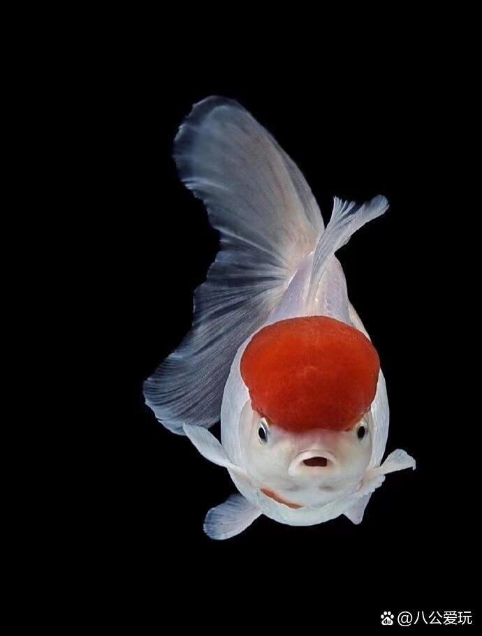 紅運當頭魚學名