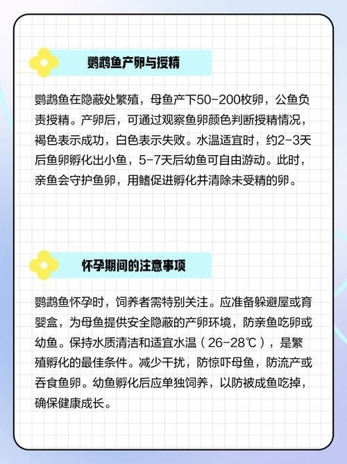 魟魚懷孕早期癥狀圖片