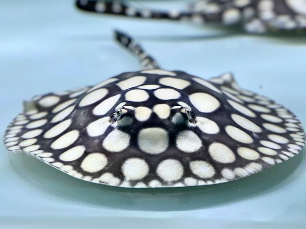 魟魚懷孕早期癥狀圖片