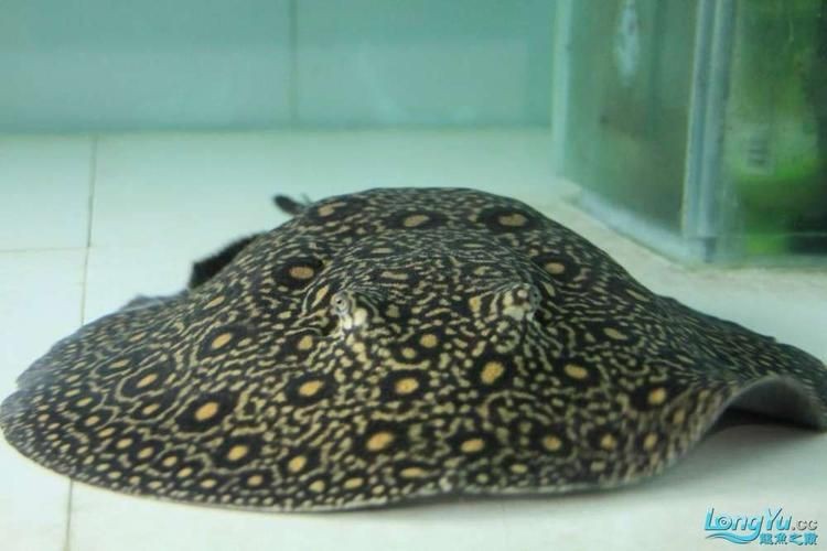 魟魚懷孕早期癥狀圖片