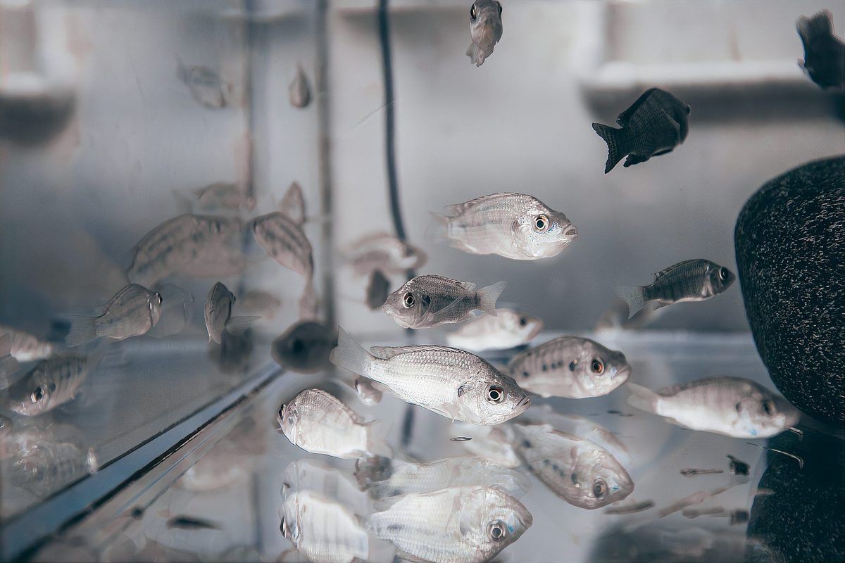 魟魚懷孕早期癥狀圖片
