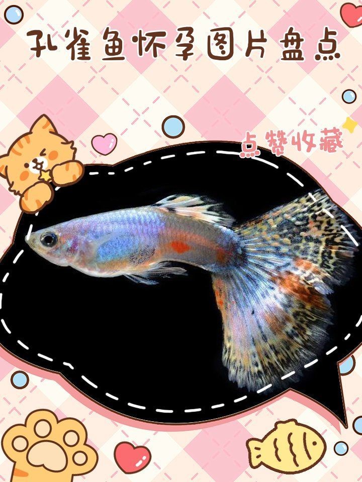 魟魚懷孕早期癥狀圖片