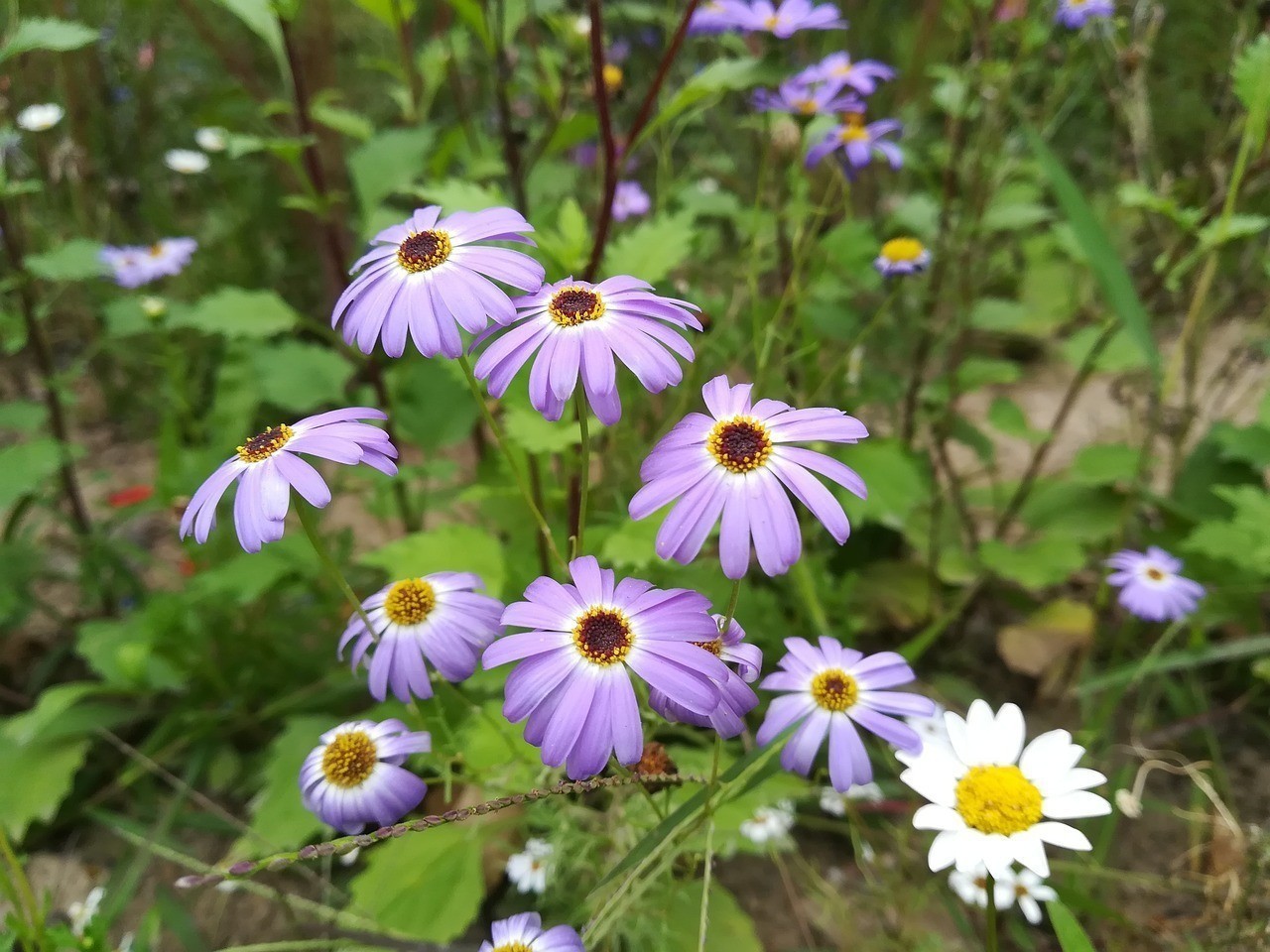 攀枝花市西區(qū)紫蕊花卉（攀枝花市西區(qū)紫蕊花卉店）