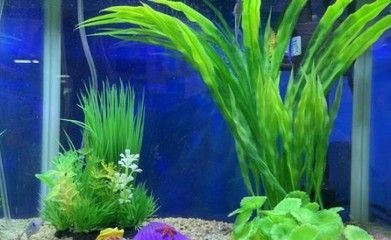魚缸增氧泵要多大（80厘米的魚缸增氧泵要多大選擇合適的魚缸增氧泵需要考慮多個因素）