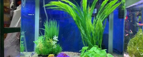 魚缸增氧泵要多大（80厘米的魚缸增氧泵要多大選擇合適的魚缸增氧泵需要考慮多個因素）