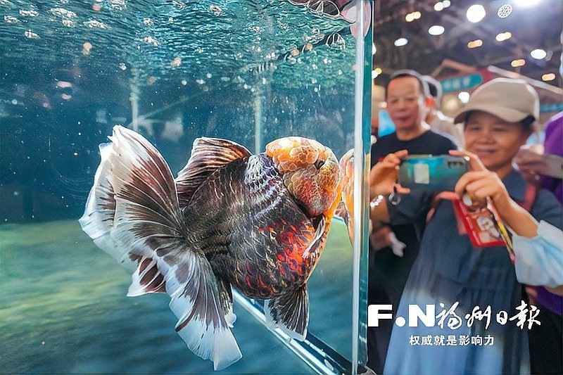 全國金魚大賽