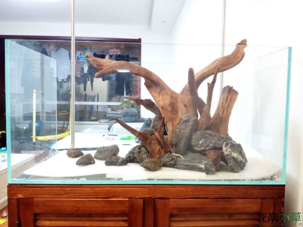 什么木頭放在魚缸里好：魚缸木頭的選擇和注意事項