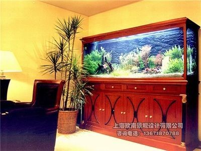 什么木頭放在魚缸里好：魚缸木頭的選擇和注意事項