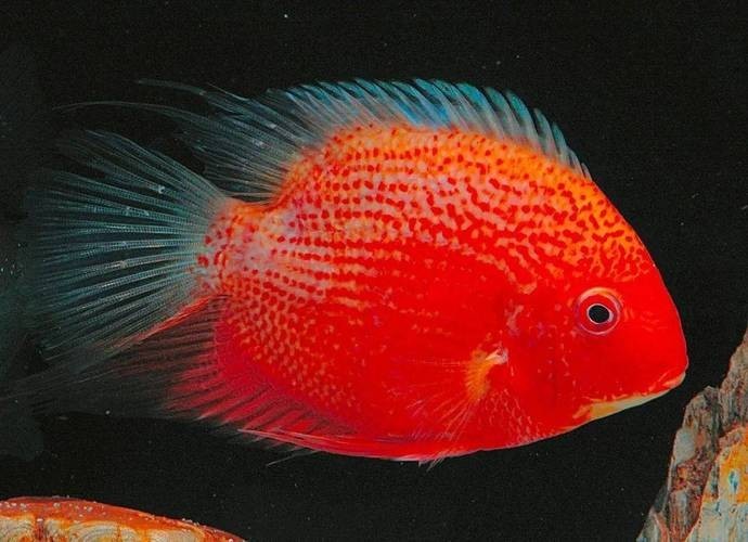 還有哪些廣東水族展值得關(guān)注？