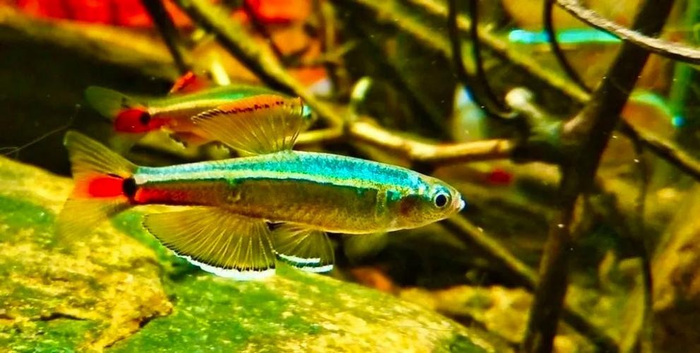 還有哪些廣東水族展值得關(guān)注？