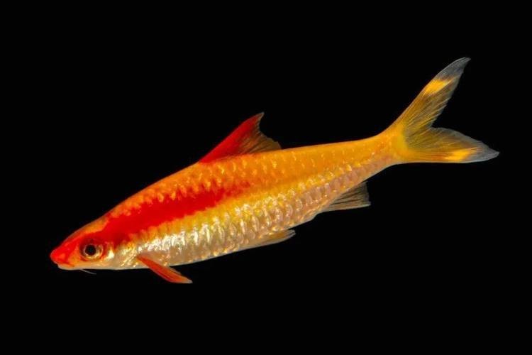 還有哪些廣東水族展值得關(guān)注？