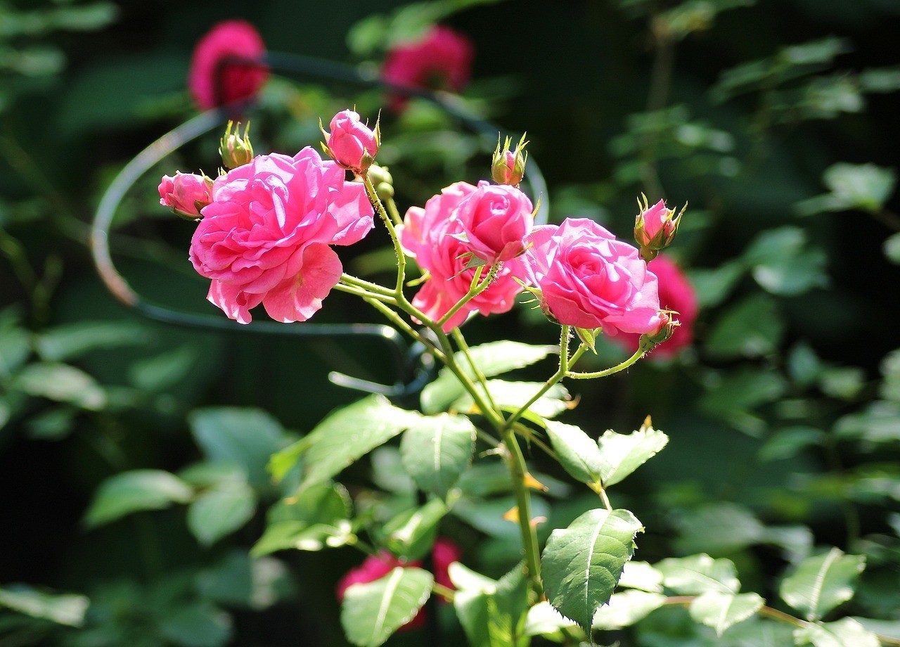曲陽縣幸福花開花卉店（曲陽縣幸福花開花卉店電話）