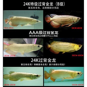 滎陽市佳寶水族專營店（滎陽市佳寶水族專營店在哪）