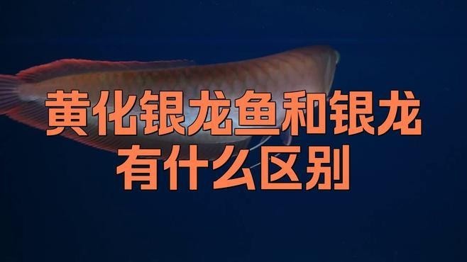 黃色的銀龍魚
