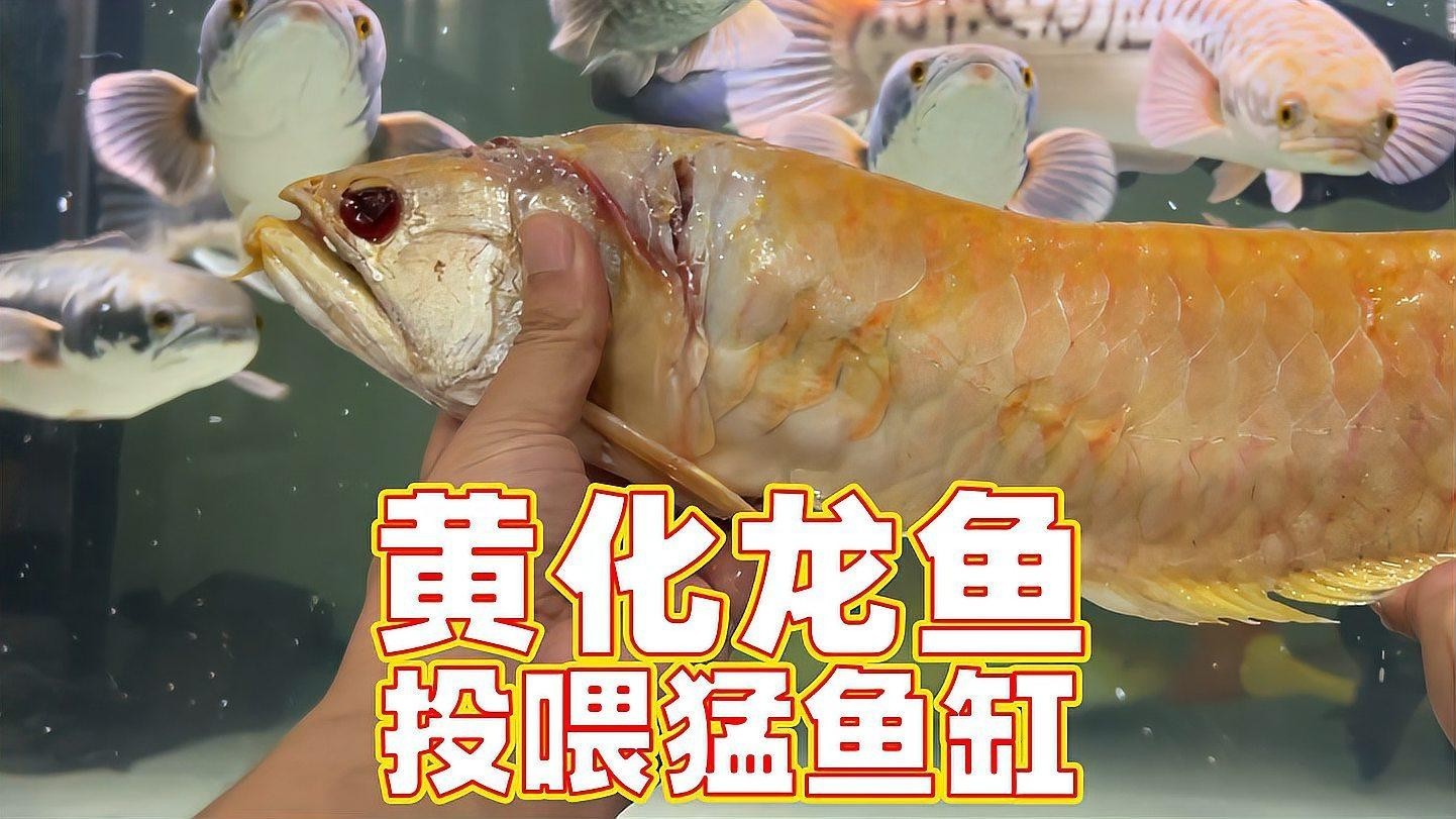 黃色的銀龍魚