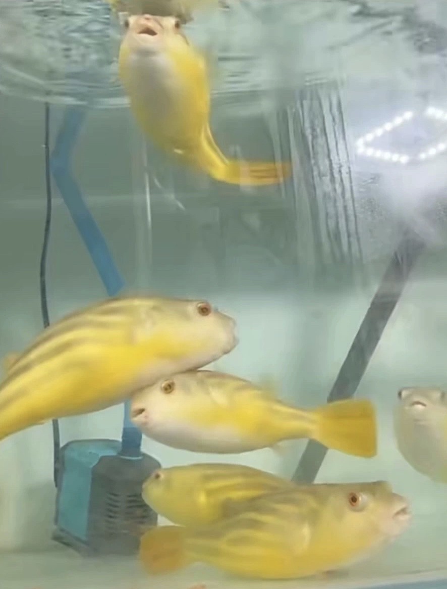 斑馬狗頭魚鄭州漁場發貨包郵紅順紋精品