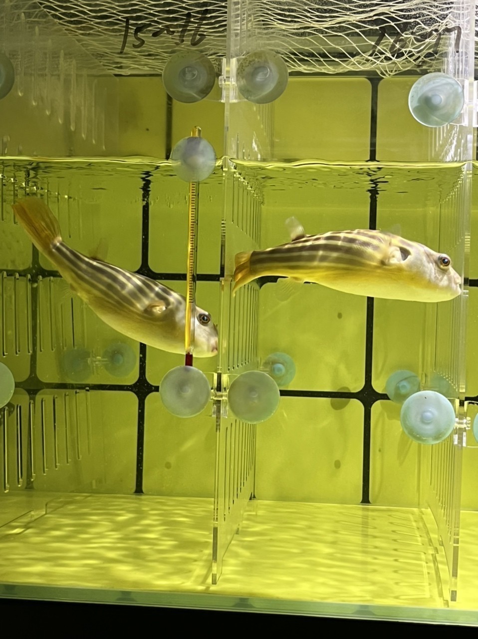 斑馬狗頭魚鄭州漁場發貨包郵紅順紋精品