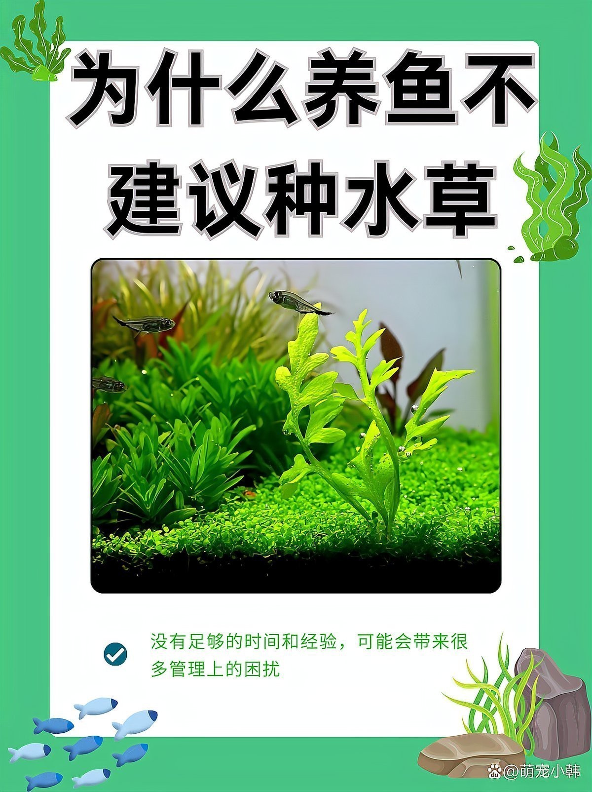 金龍魚缸里為什么不養(yǎng)水草