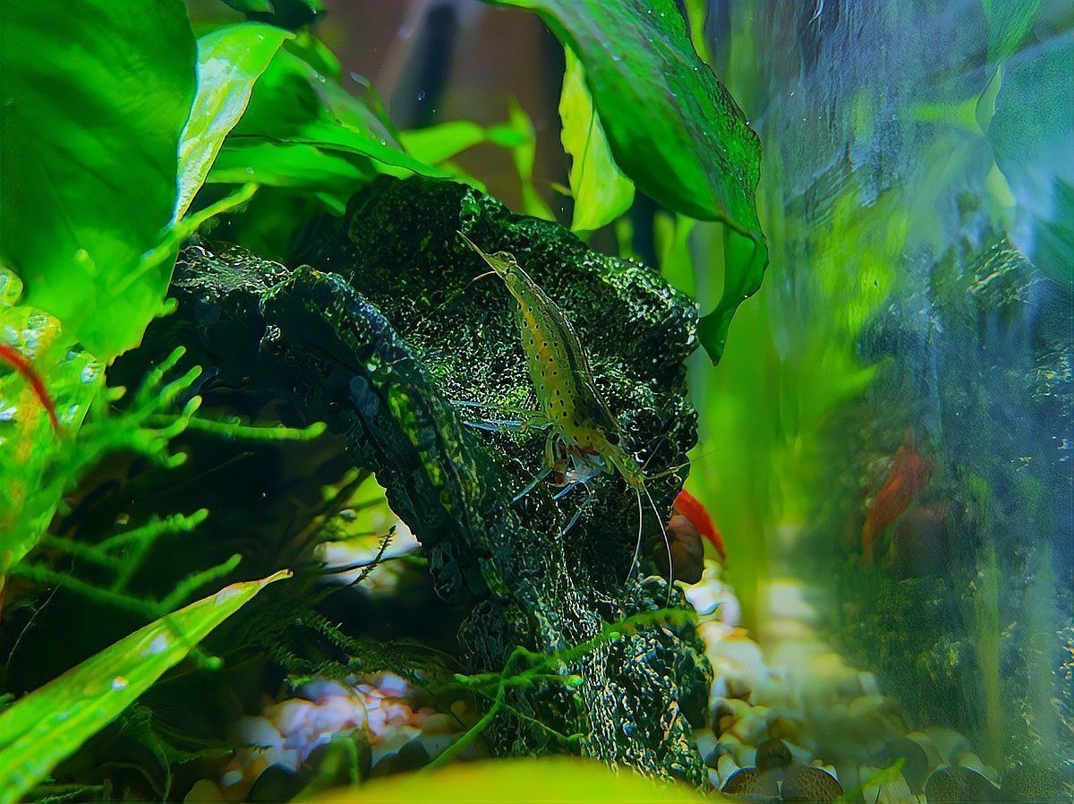 金龍魚缸里為什么不養(yǎng)水草