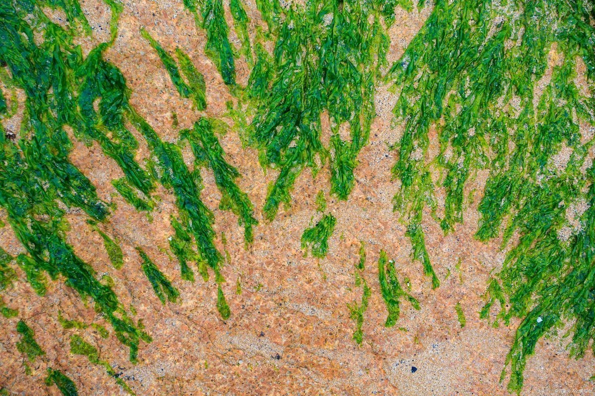 金龍魚缸里為什么不養水草 金龍魚缸里為什么不養水草 龍魚論壇 第4張