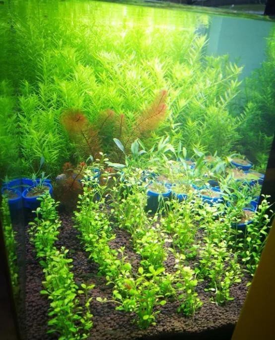 金龍魚缸里為什么不養水草 金龍魚缸里為什么不養水草 龍魚論壇 第7張